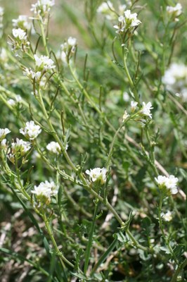 Cardamine flexueuse