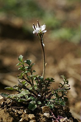 Cardamine hirsute