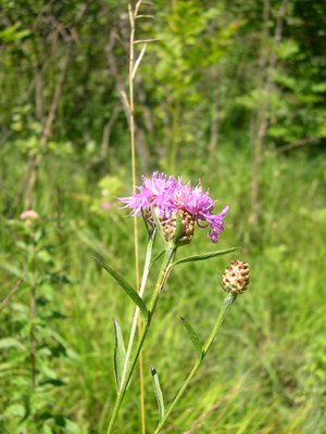 Centaurée à feuilles étroites