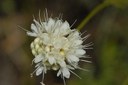 Céphalaire blanche