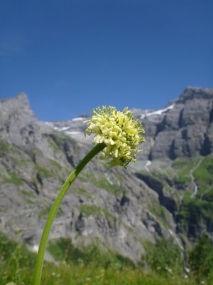 Céphalaire des Alpes