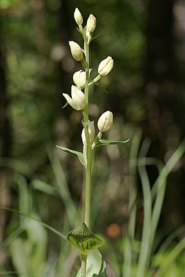 Céphalanthère de Damas