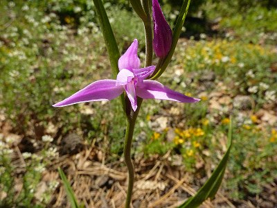 Céphalanthère rouge