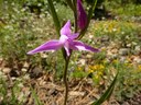 Céphalanthère rouge