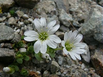 Céraiste à une fleur