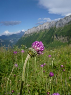 Chardon à pédoncules nus