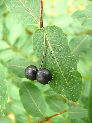 Chèvrefeuille à fruits noirs