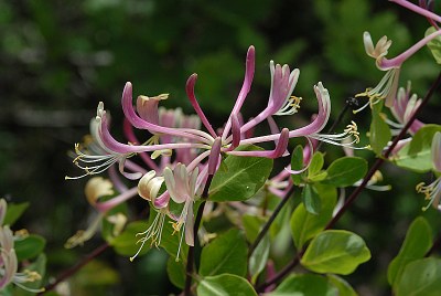 Chèvrefeuille de Toscane