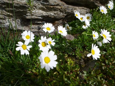 Chrysanthème des Alpes