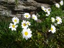 Chrysanthème des Alpes