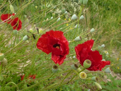 Coquelicot