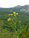 Coronille en couronne