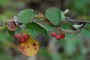 Cotonéaster tomenteux