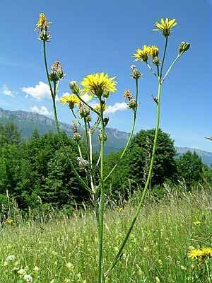 Crépide bisannuelle