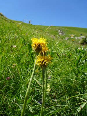 Crépide de Boccone