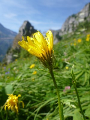 Crépide des Pyrénées