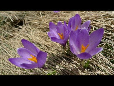 Crocus du printemps