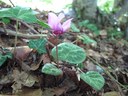 Cyclamen pourpre