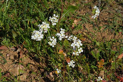 Diplotaxis fausse roquette