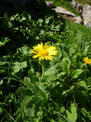 Doronic à grandes fleurs