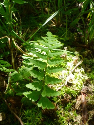 Dryoptéris à crêtes