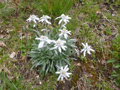 Edelweiss