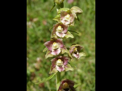 Epipactis à larges feuilles