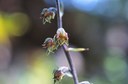 Epipactis à petites feuilles