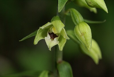 Epipactis de Muller