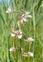 Epipactis des marais