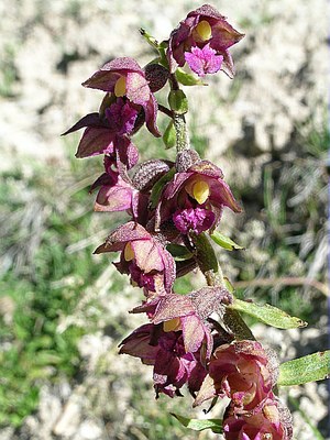 Epipactis pourpre