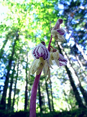 Epipogon sans feuilles