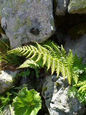 Fougère alpestre