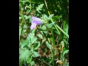 Galéopsis ladanum
