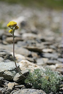 Génépi des glaciers