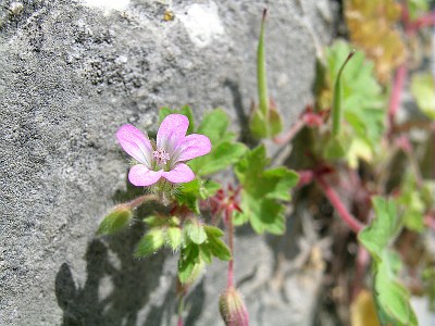 Géranium à feuilles rondes