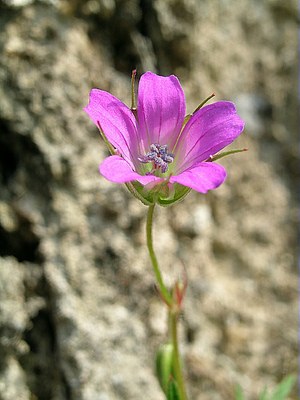 Géranium colombin