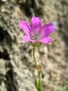 Géranium colombin