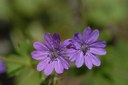 Géranium des Pyrénées