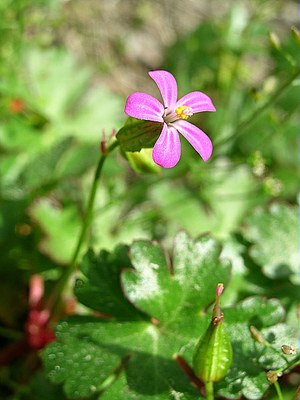 Géranium luisant