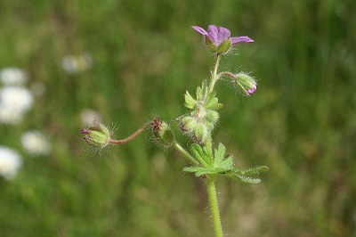 Géranium mou