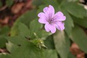 Géranium noueux