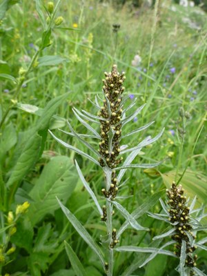 Gnaphale de Norvège