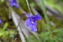 Grassette à grandes fleurs