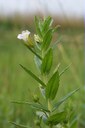 Gratiole officinale