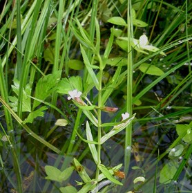 Gratiole officinale 