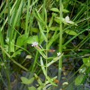 Gratiole officinale 