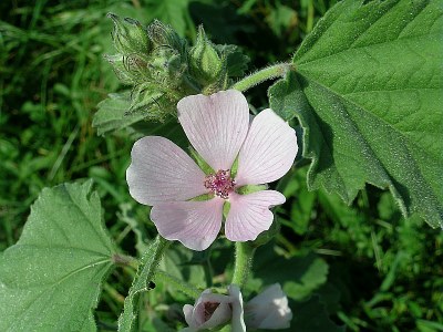 Guimauve officinale