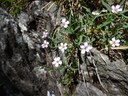 Gypsophile rampante