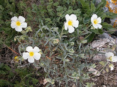 Hélianthème des Apennins